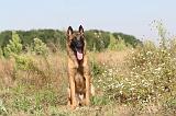 MALINOIS 232